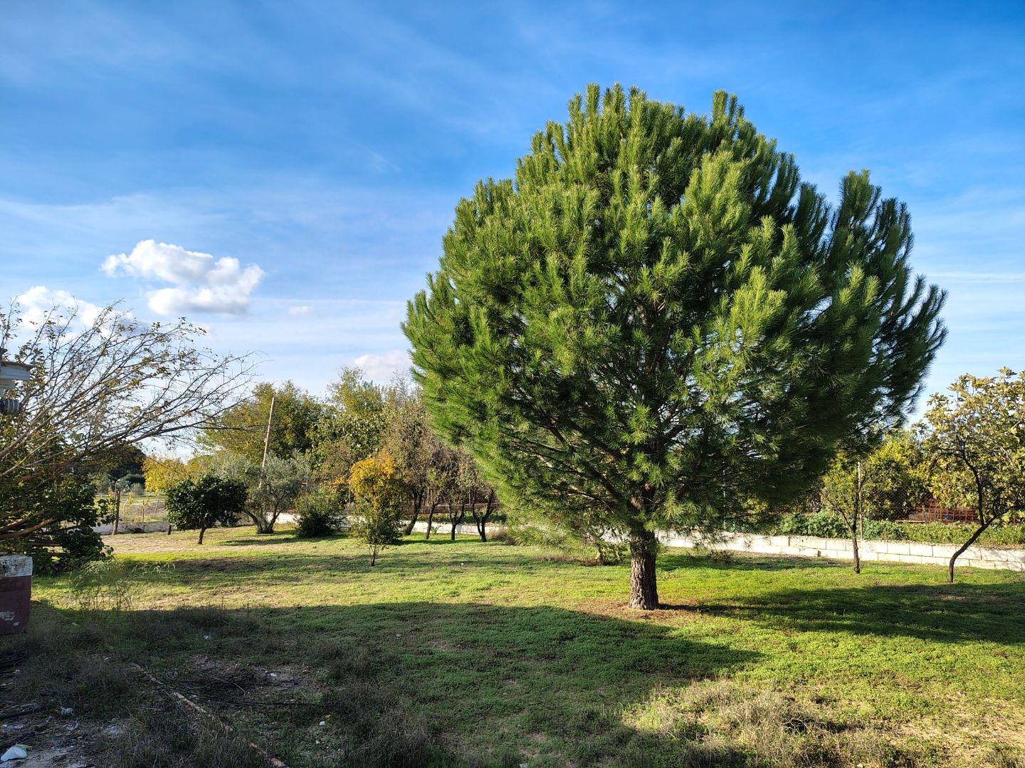 Land for sale in Morón de la Frontera
