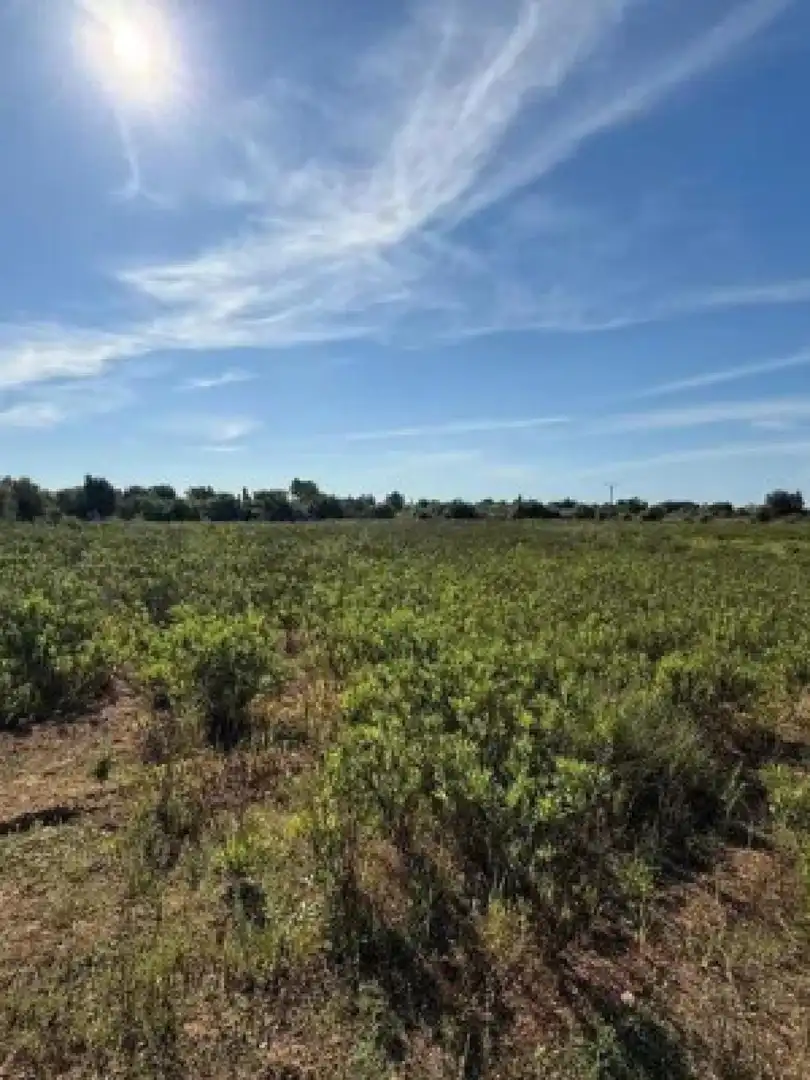 Terreny residencial en venda a Llucmajor - Camino d` Alacantí, imagen 10