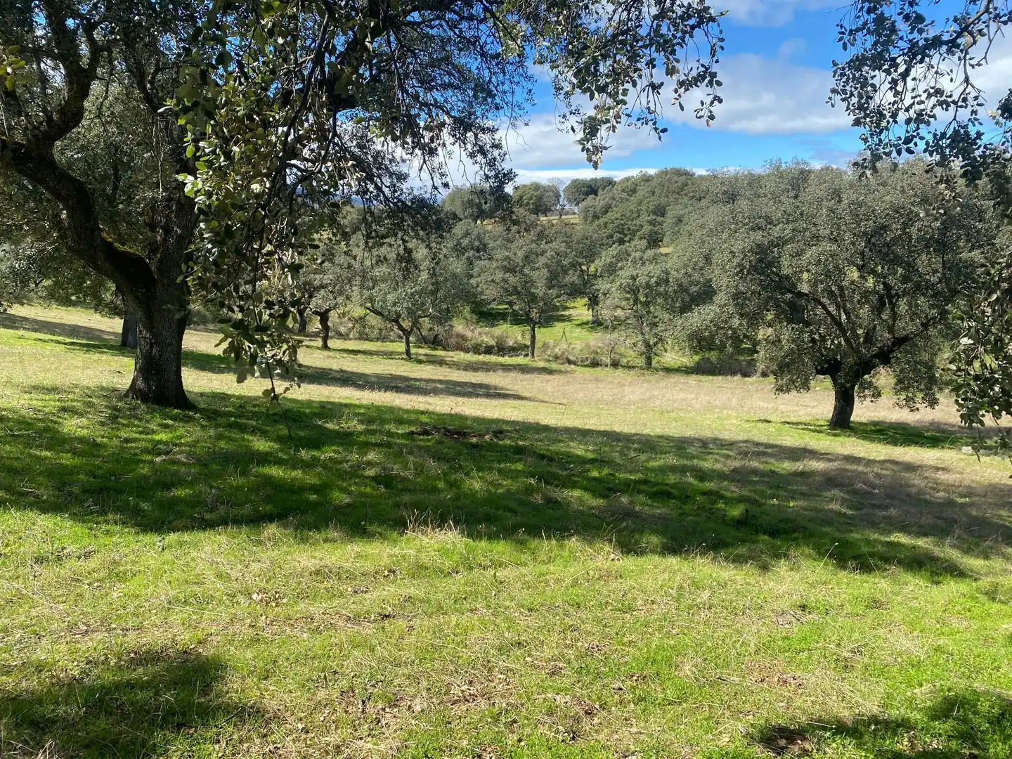 Terreny en venda en Mohedas de la Jara