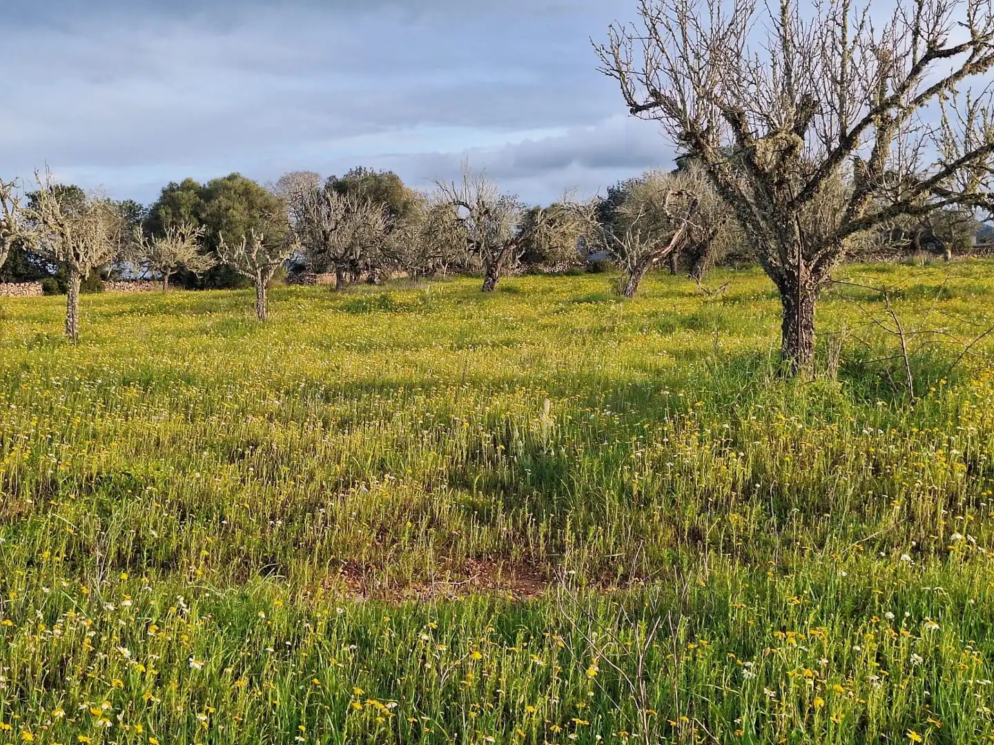 Finca rústica en venta en Algaida