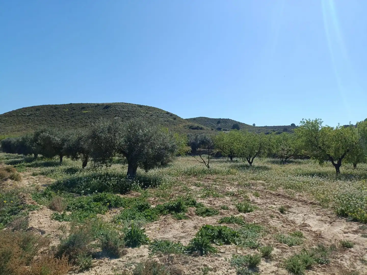 Terrenos y solares en venta en Pedanías Oeste, imagen 6