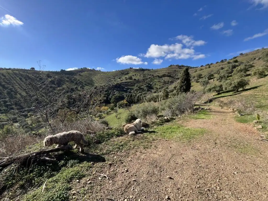 Terreni e lotti in vendita a Almogía, imagen 2