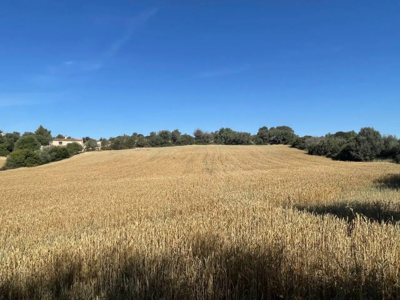 Grundstücke und Bauplätze zum Verkauf in Muro, imagen 4