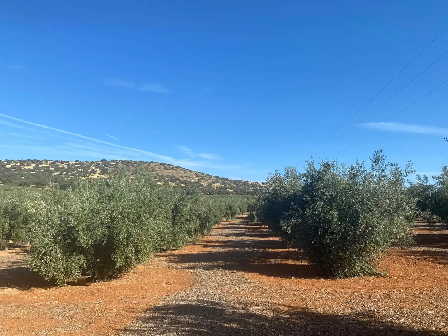 Rural land for sale in Iznalloz