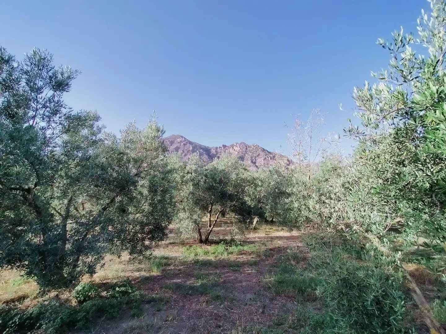 Lands and plots for sale in Nigüelas, imagen 9