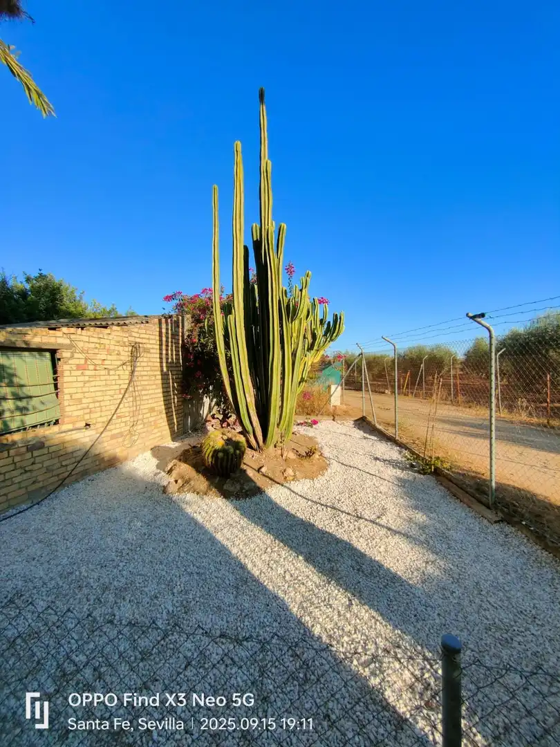 Casa o xalet en venda a El Viso del Alcor