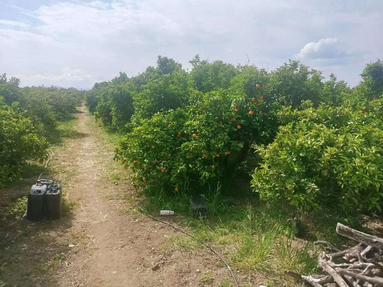 Land for sale in Guardamar de la Safor