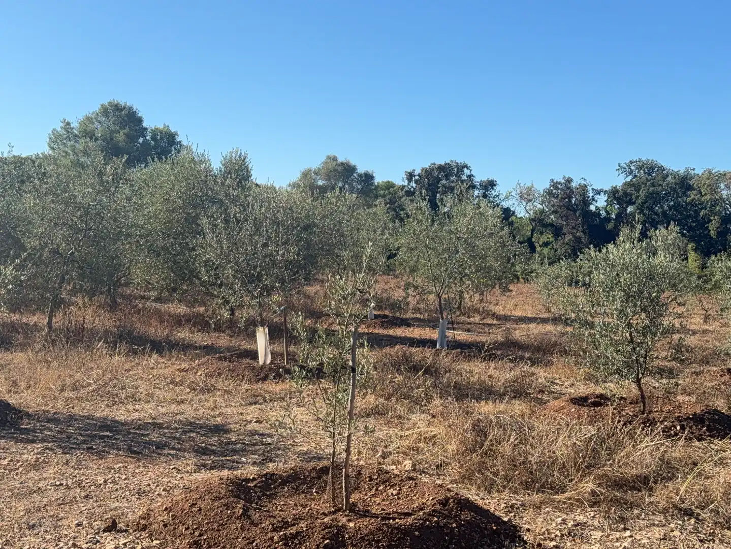 Land for sale in El Pla de Santa Maria