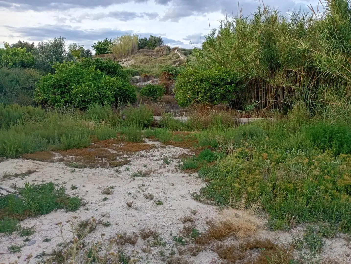 Rural land for sale in Archena, imagen 8