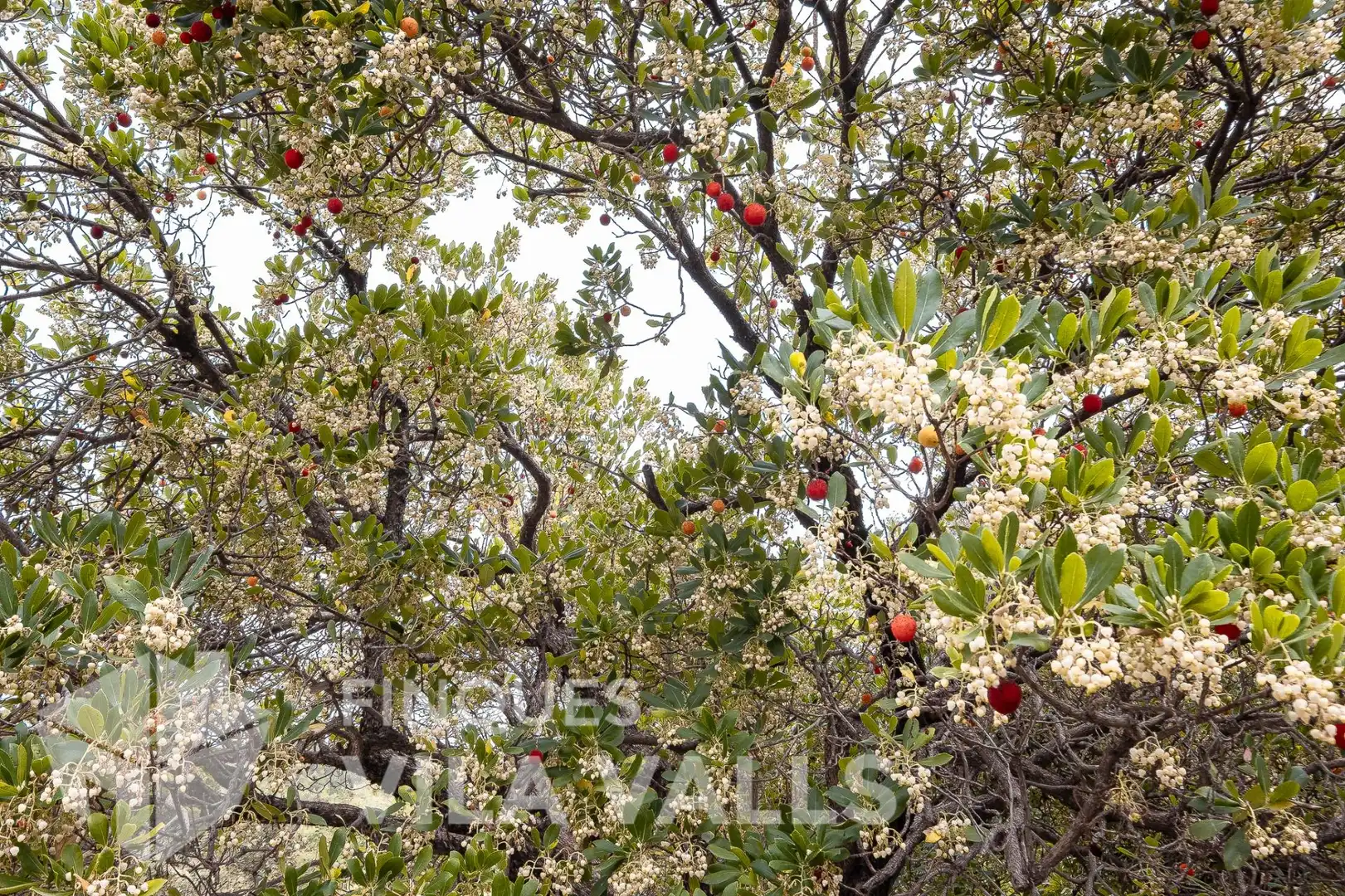 Jardí de Casa o xalet en venda en Bigues i Riells del Fai amb Jardí privat, Terrassa i Traster