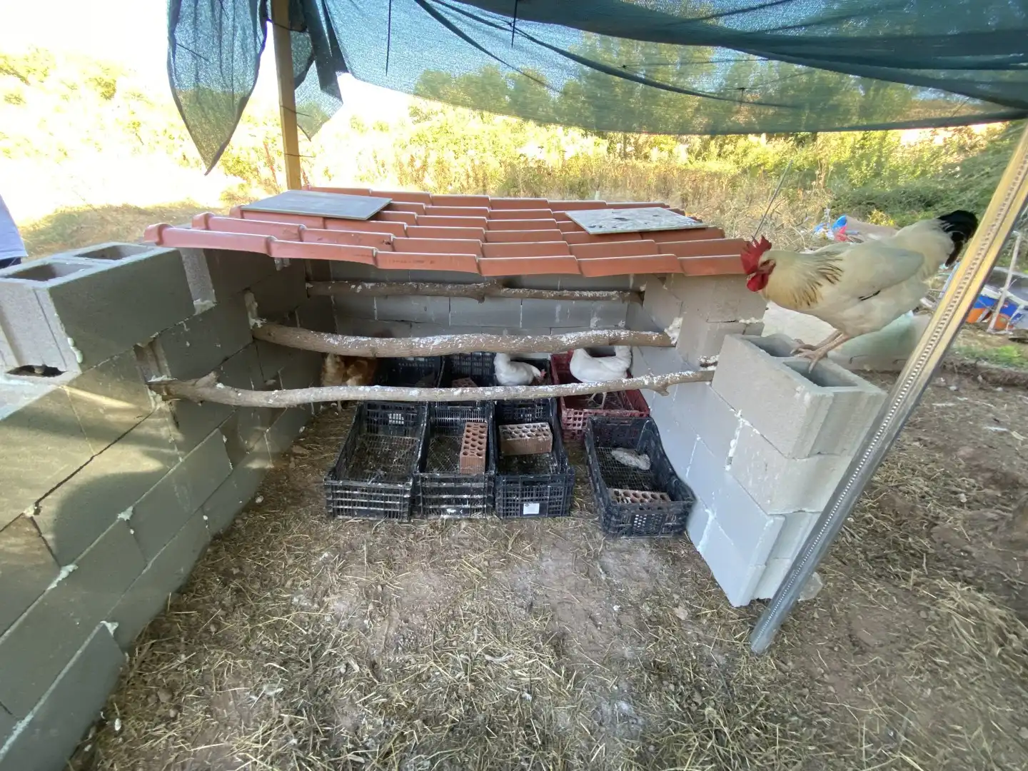 Terreno rustico in affitto a Calle letra A 2, imagen 34