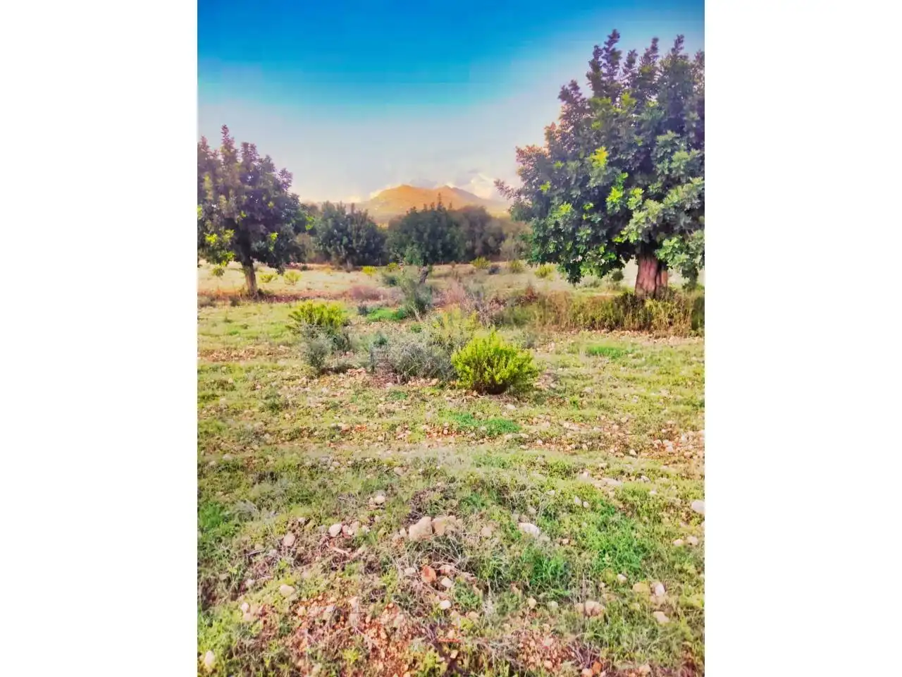 Rural land for sale in Poligono 5 723, imagen 43