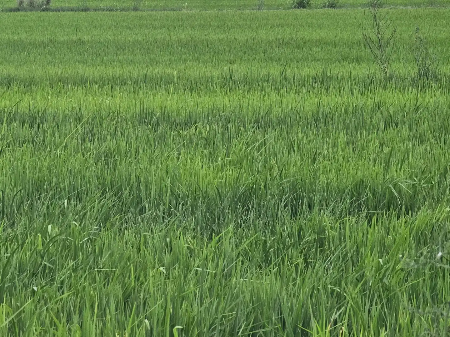 Terreno en venta en Amposta