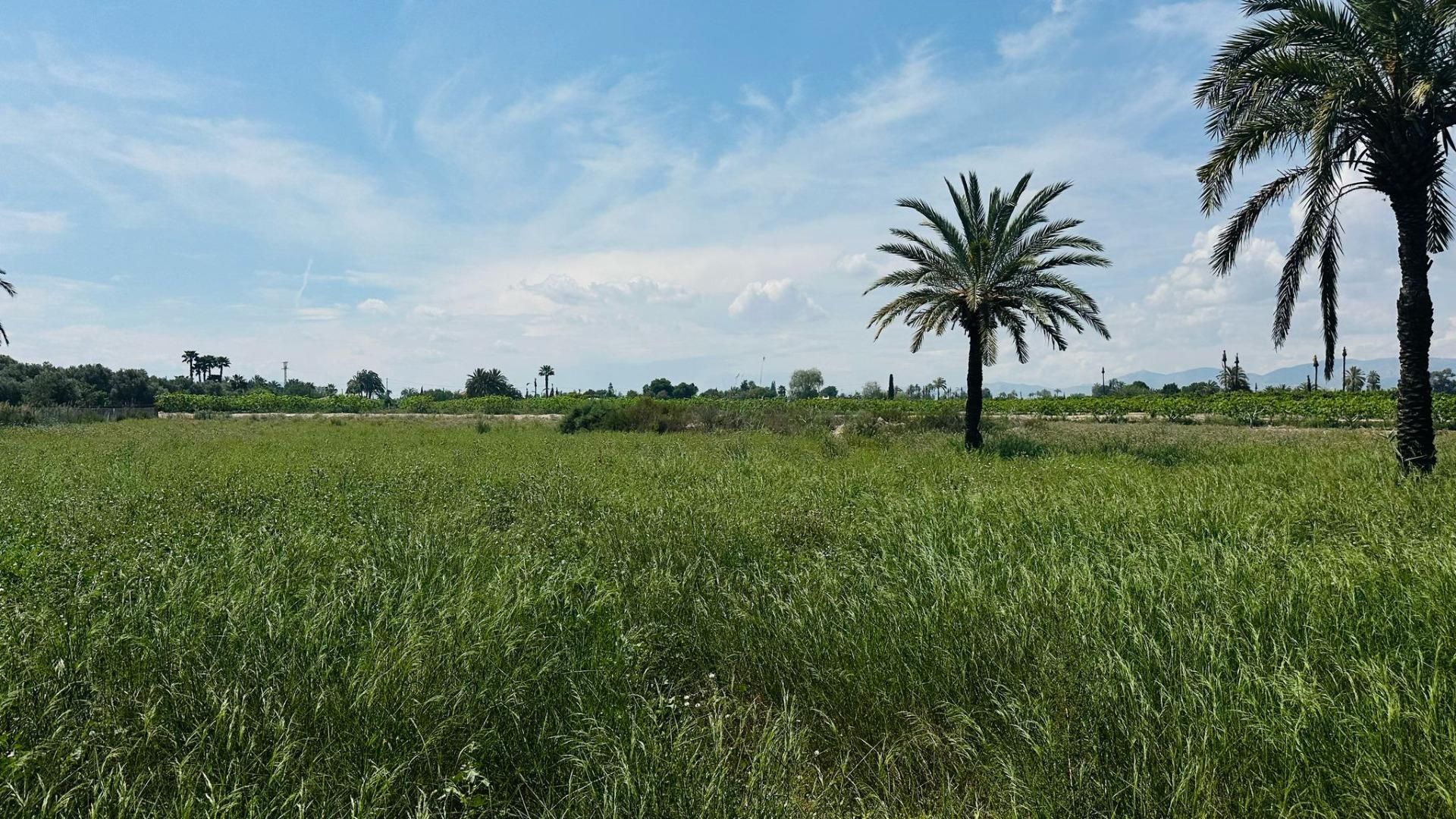 Land for sale in Elche / Elx