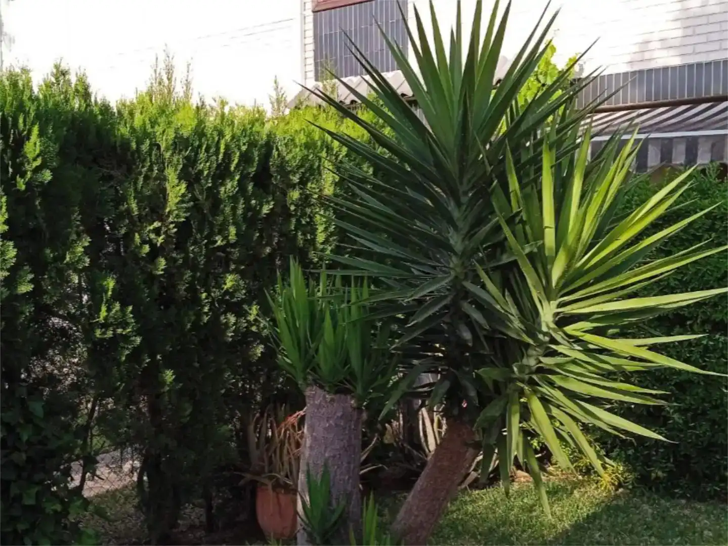 Garten von Einfamilien-Reihenhaus zur Miete in Canet d'En Berenguer, Valencia