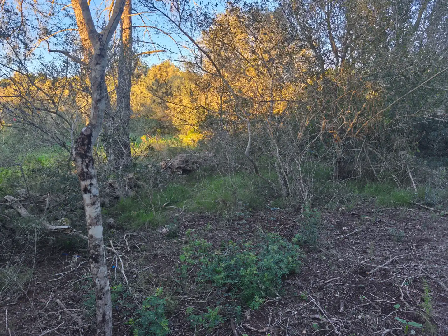 Terreno rustico in vendita a Algaida, imagen 9