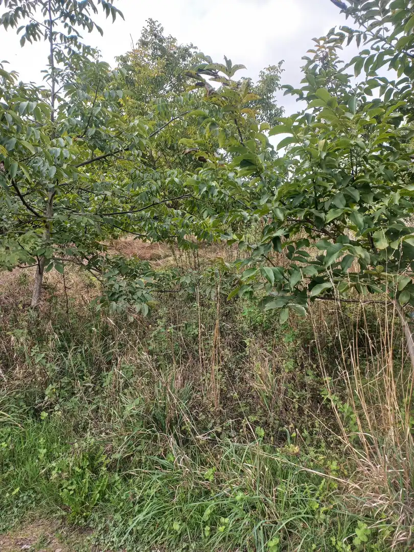 Terreni e lotti in vendita a A Gándara, imagen 3