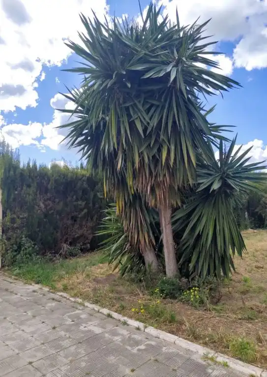 Casa o xalet en venda en Hinojos amb Jardí privat, Terrassa i Traster