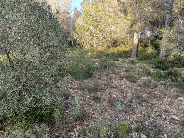 Terreno residencial en Venta en Vallmoll