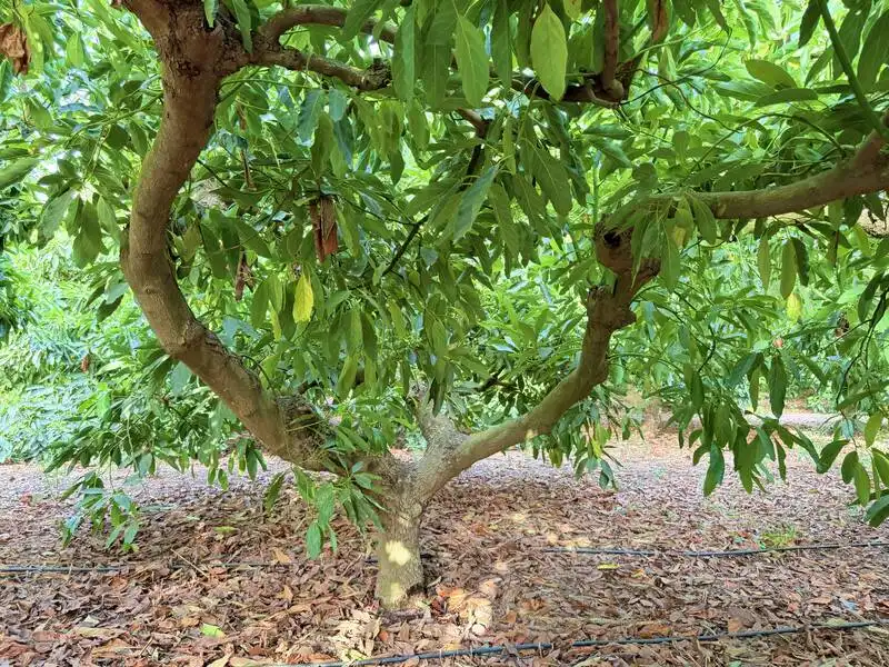 Jardí de Casa o xalet en venda en Benamocarra amb Jardí privat i Moblat