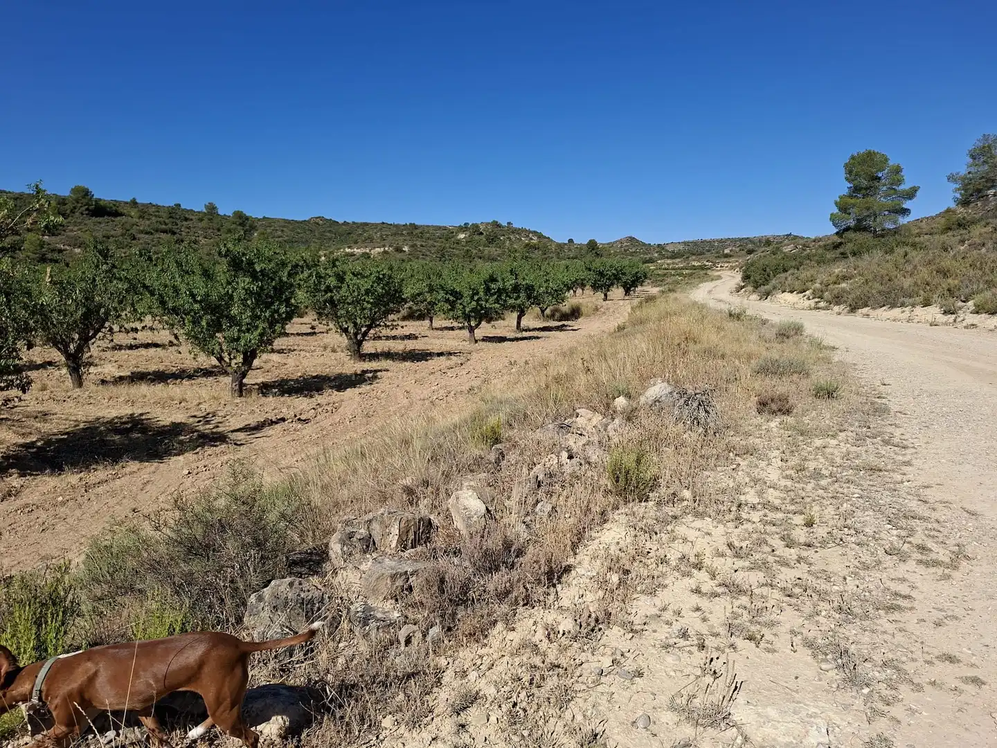 Finca rústica en venta en Maella