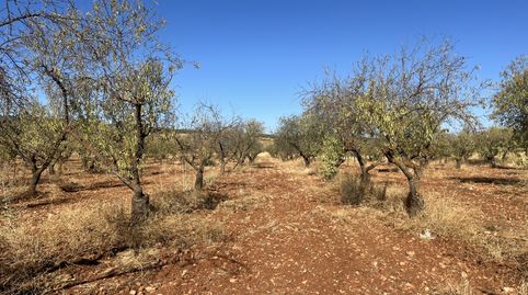 Finca de almendros en Padul, imagen 2