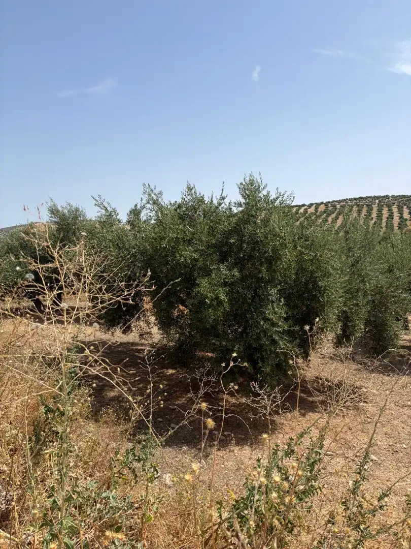 Land for sale in Santiago de Calatrava
