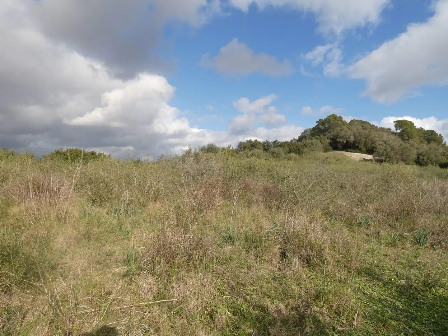 Terrain rustique à vendre à Muro, imagen 6