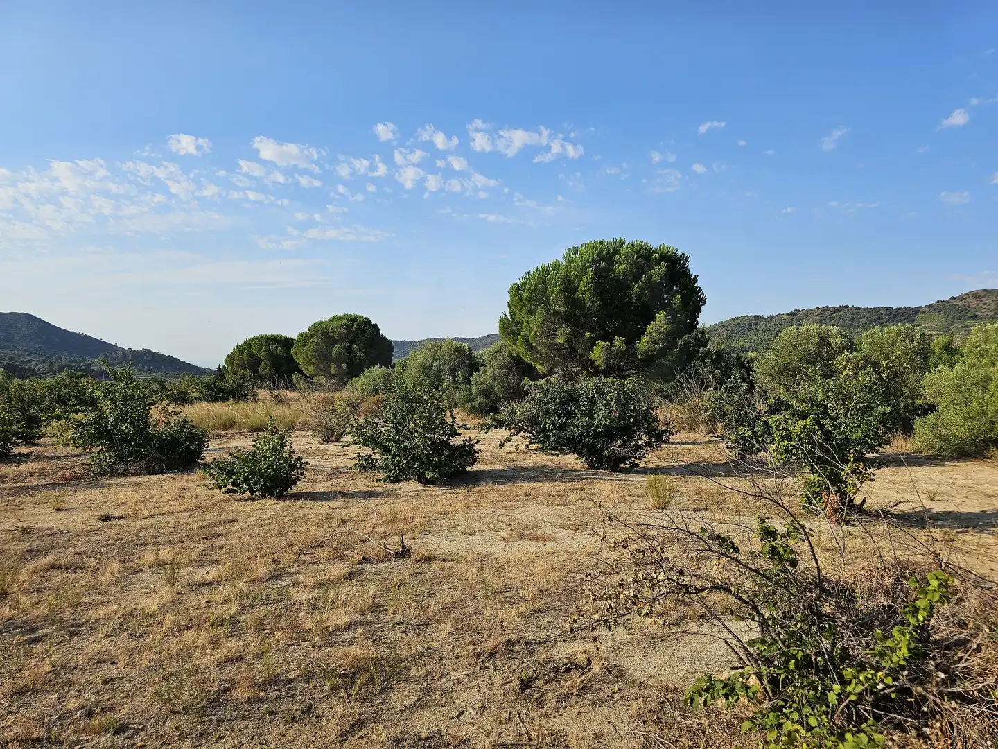 Terrain rustique à vendre à Alforja, imagen 5