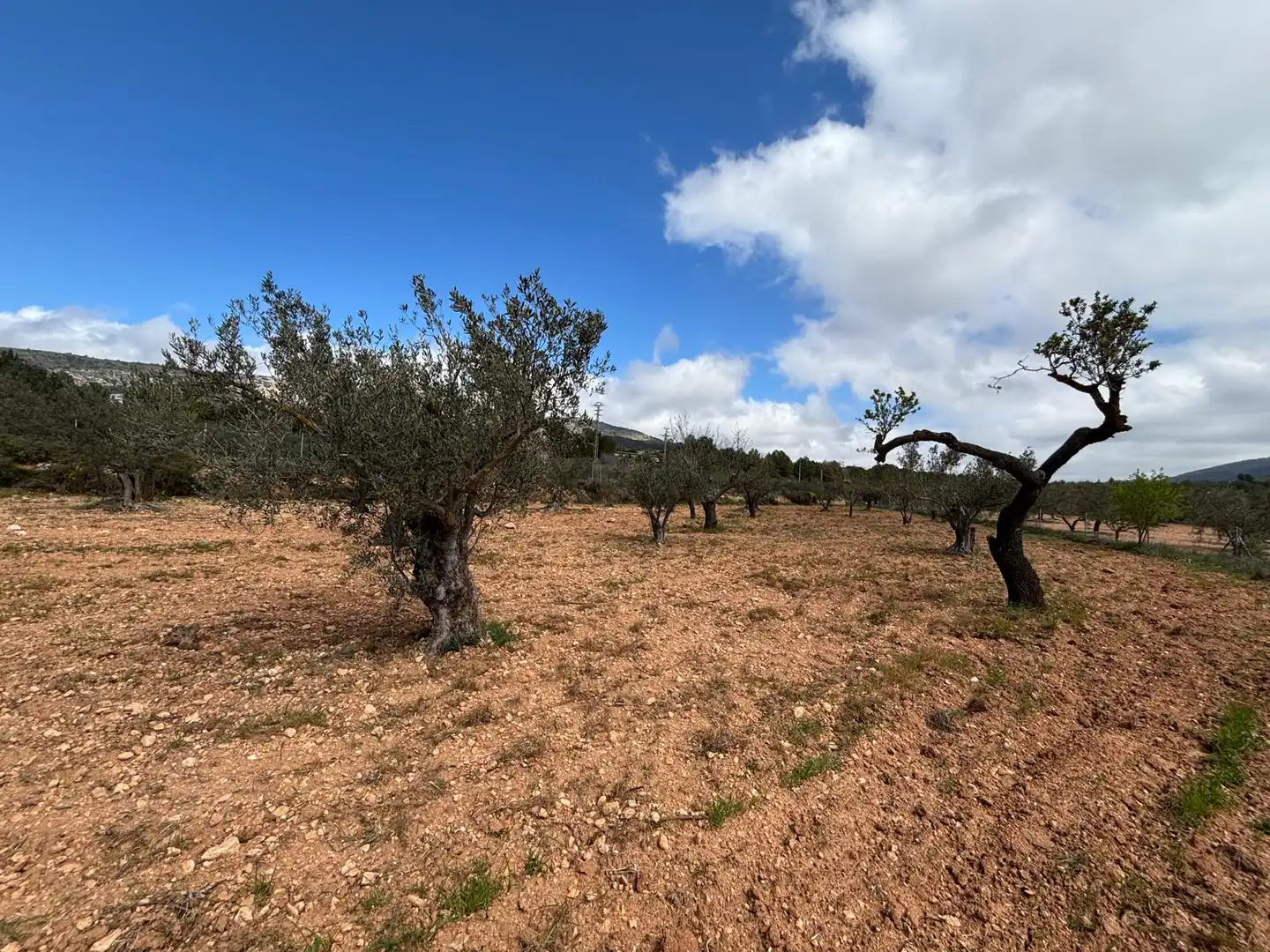 Terreno rústico en venta en CV-806, imagen 10