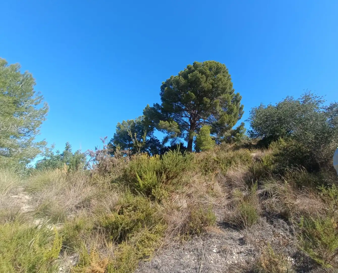 Terreny rústic en venda a La Secuita, imagen 18