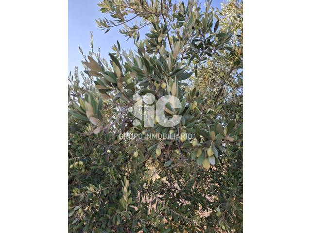 Terreno en Venta en Baena