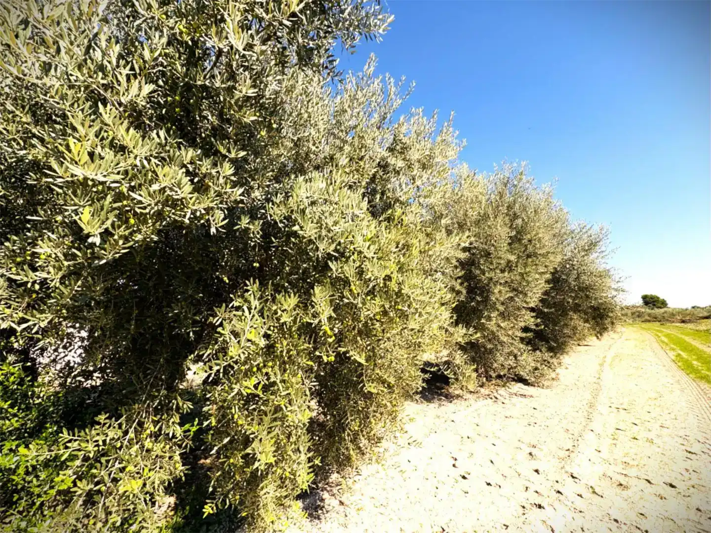 Finca rústica en venda a Camino Pieza de Navarro, 132, Moratalla