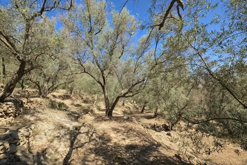 Terreno rustico in vendita a El Pinar, imagen 34