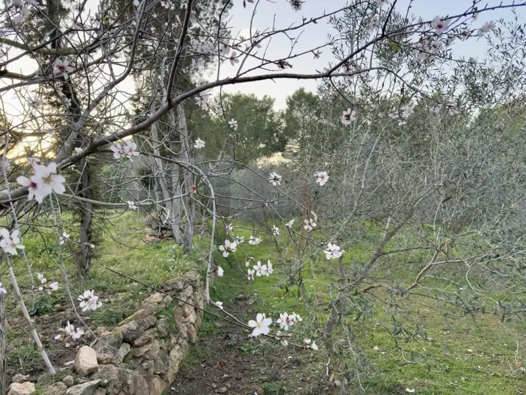 Garden of Houses for sale in Sant Josep de sa Talaia  with Private garden