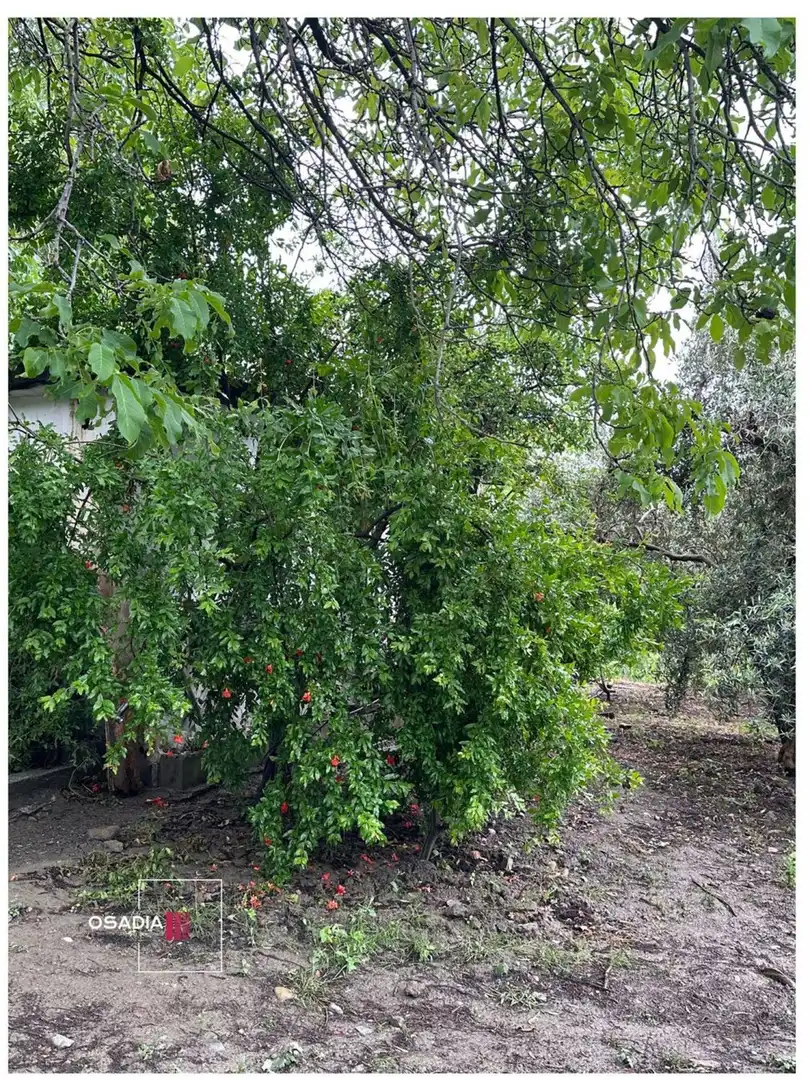 Garden of Country homes for sale in Monachil