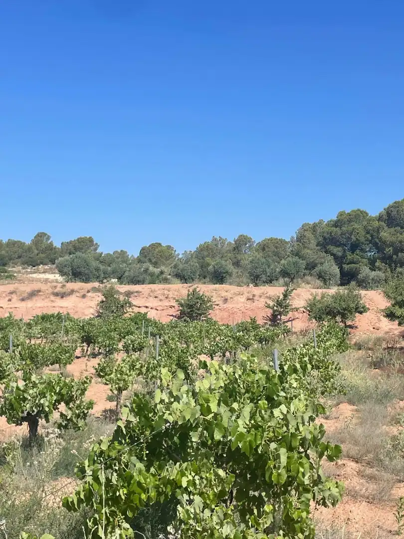 Terreno residencial en venta en El Pinós / Pinoso, imagen 23