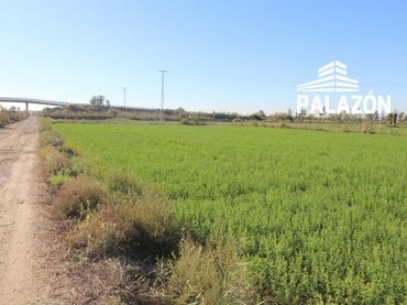 Terreno rustico in vendita a Crevillent