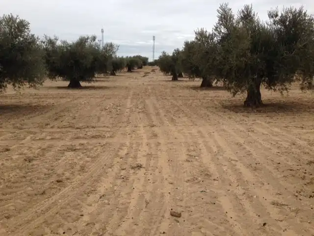 Terreno rustico in vendita a M-302