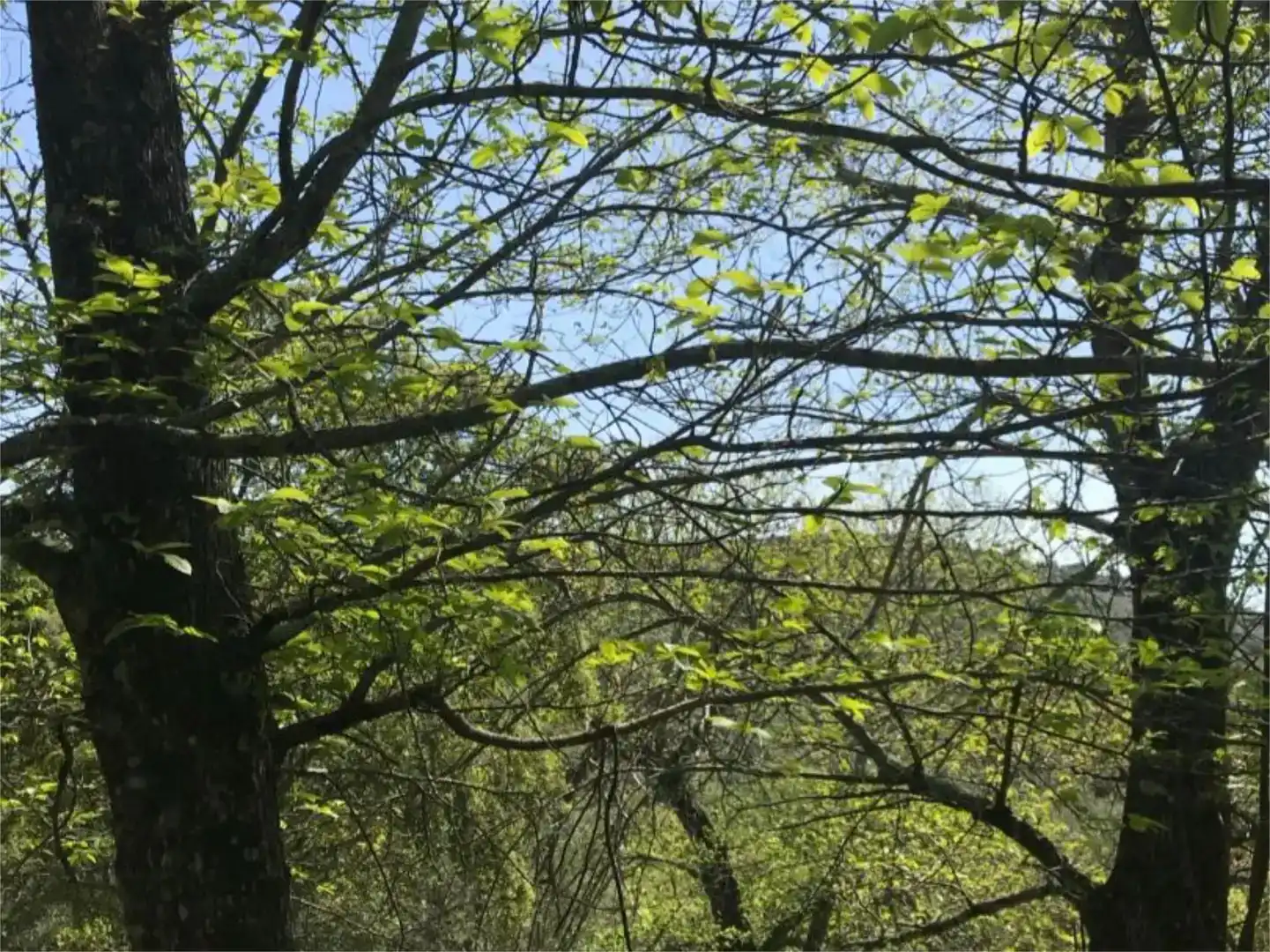 Vista exterior de Terreno en venta en Calera de León