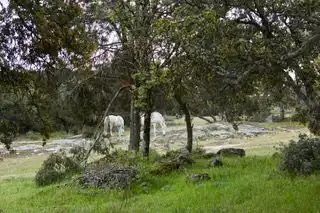 Terreny rústic en venda a Avenida de Chapinería 2, imagen 11