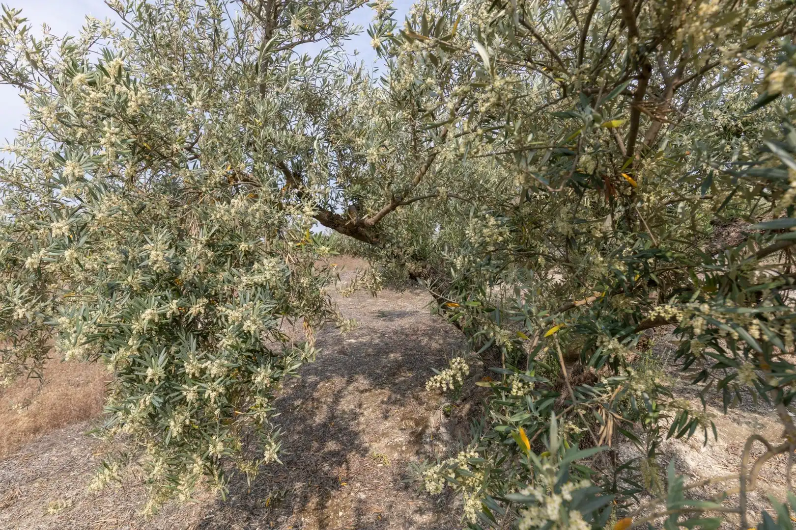 Terreni e lotti in vendita a RODADERO, imagen 15