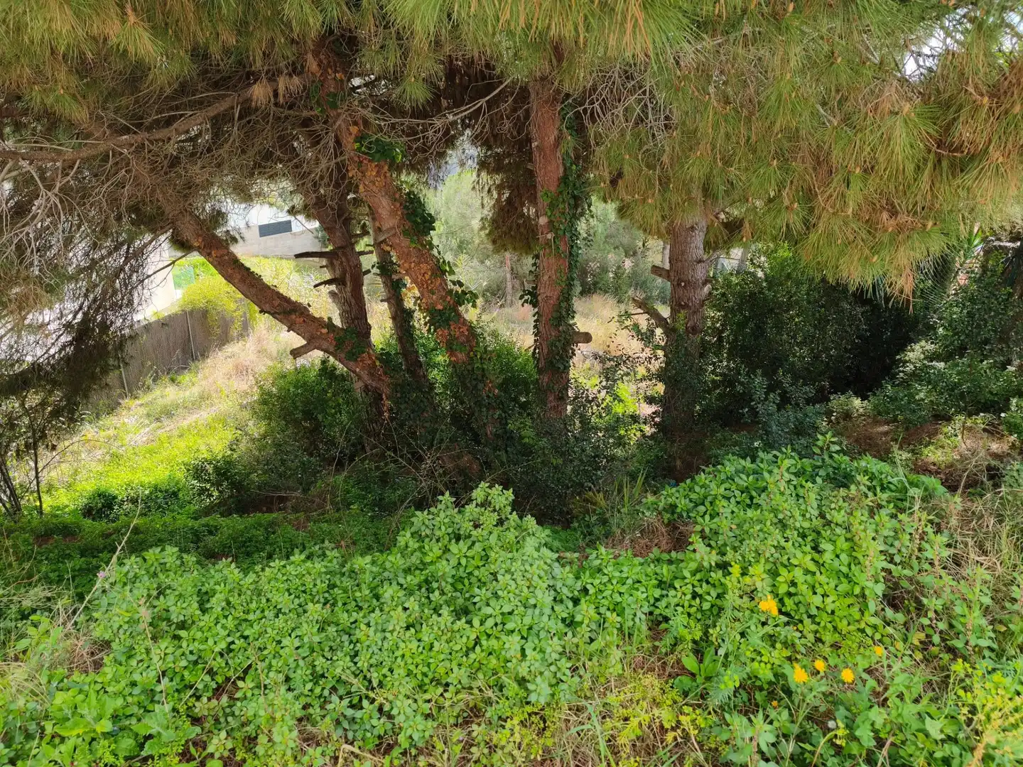 Terrain rustique à vendre à Carrer de Narcís Monturiol, imagen 6