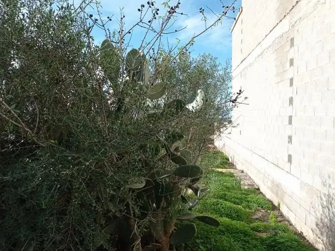 Terreny rústic en venda a Ses Salines Poble, imagen 6
