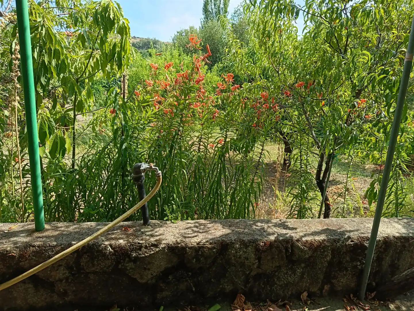 Garden of Land for sale in Jarandilla de la Vera