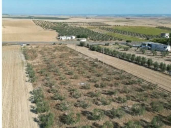 Land for sale in Valencina de la Concepción