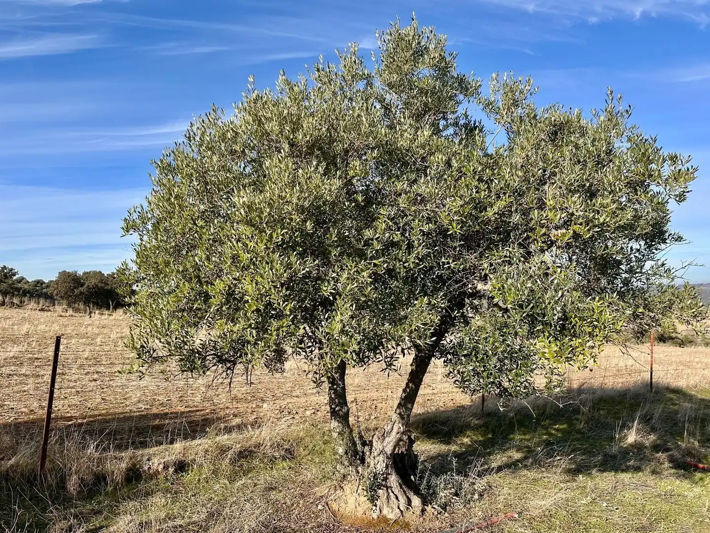 Rural land for sale in Fuente Obejuna, imagen 7