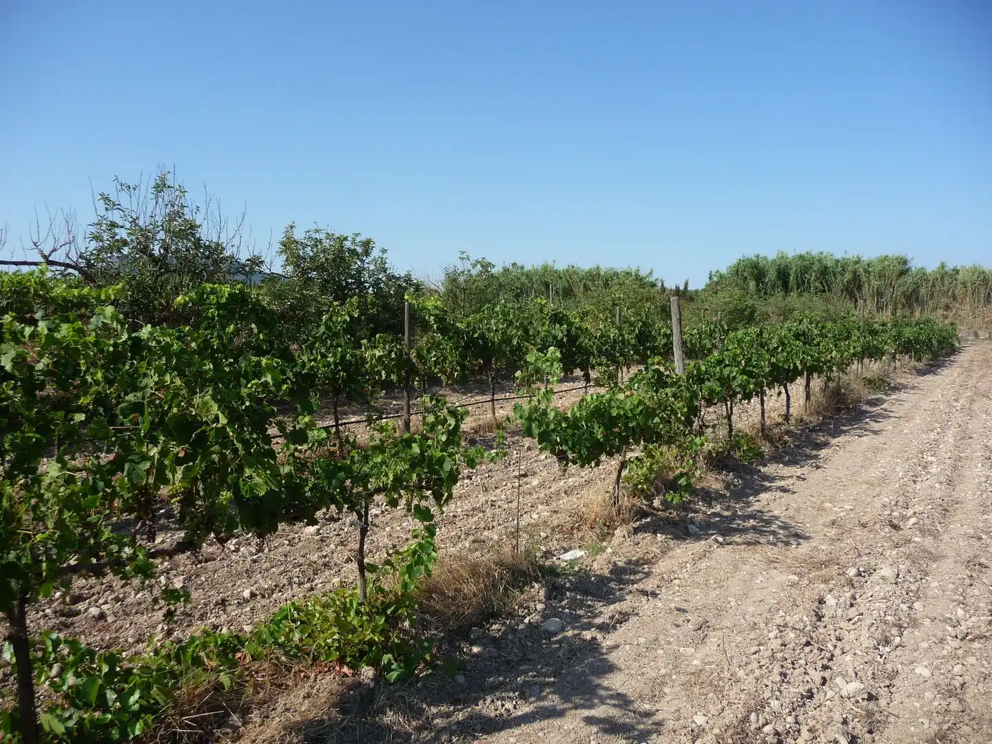 Terreno rustico in vendita a Algaida, imagen 20
