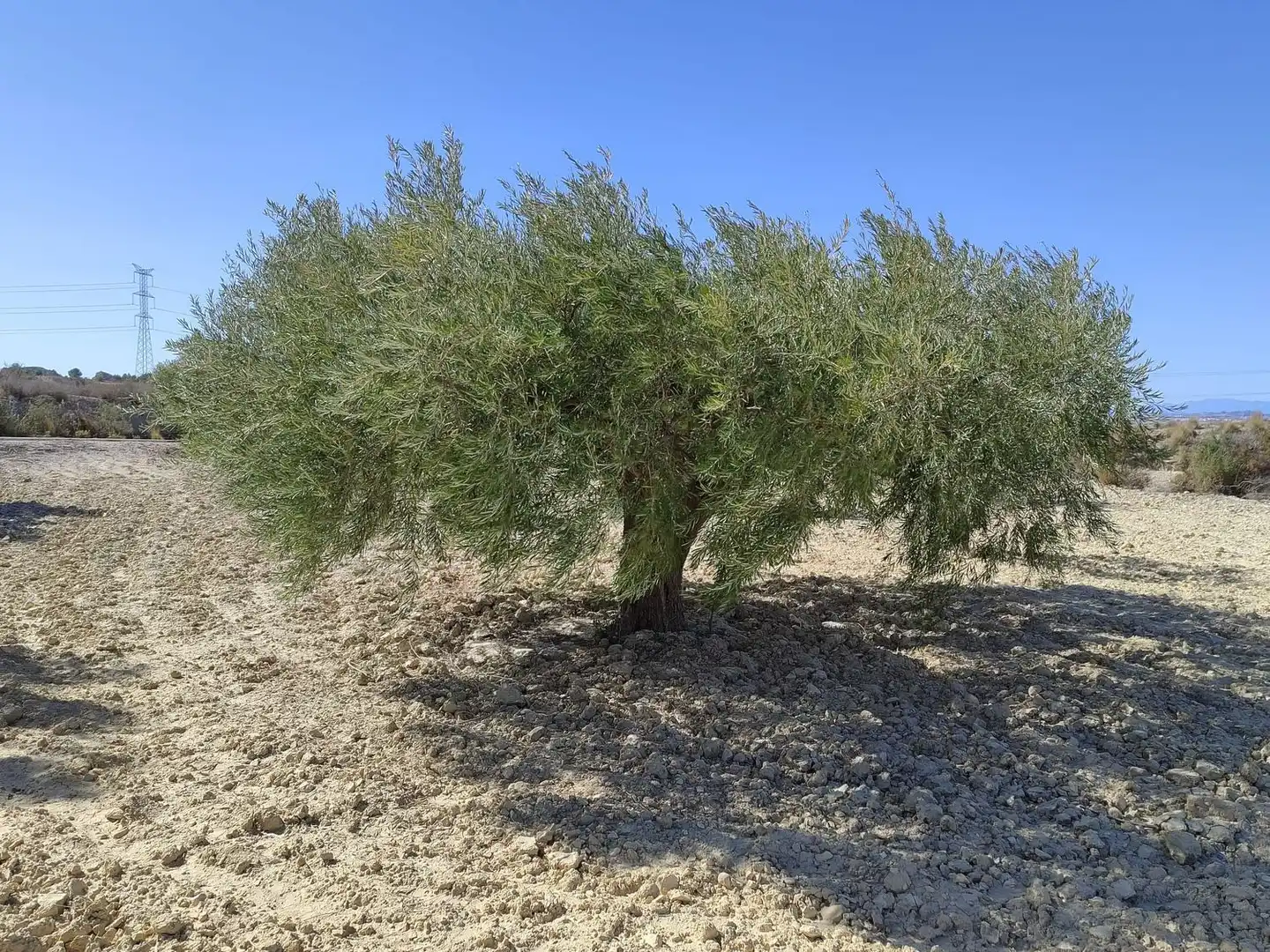 Lands and plots for sale in Abanilla, imagen 4