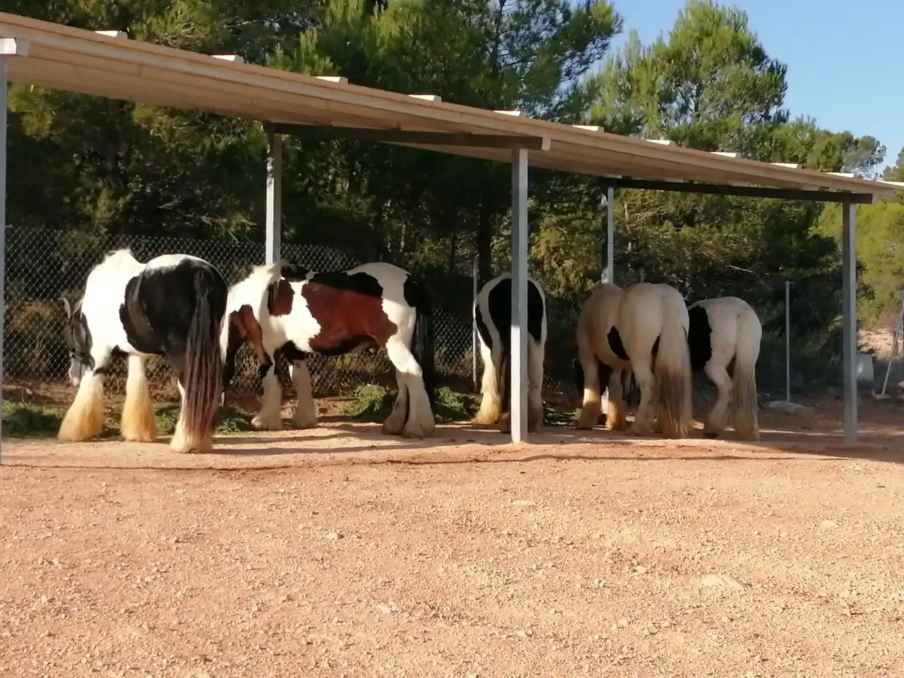 Vista exterior de Finca rústica en venta en Jarafuel con Calefacción, Jardín privado y Amueblado